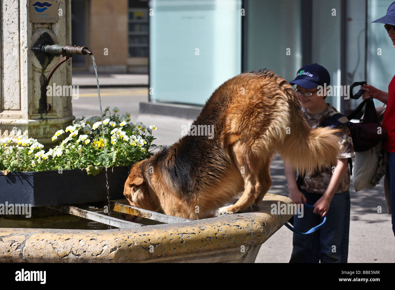Dog drink water fountain hires stock photography and images Alamy