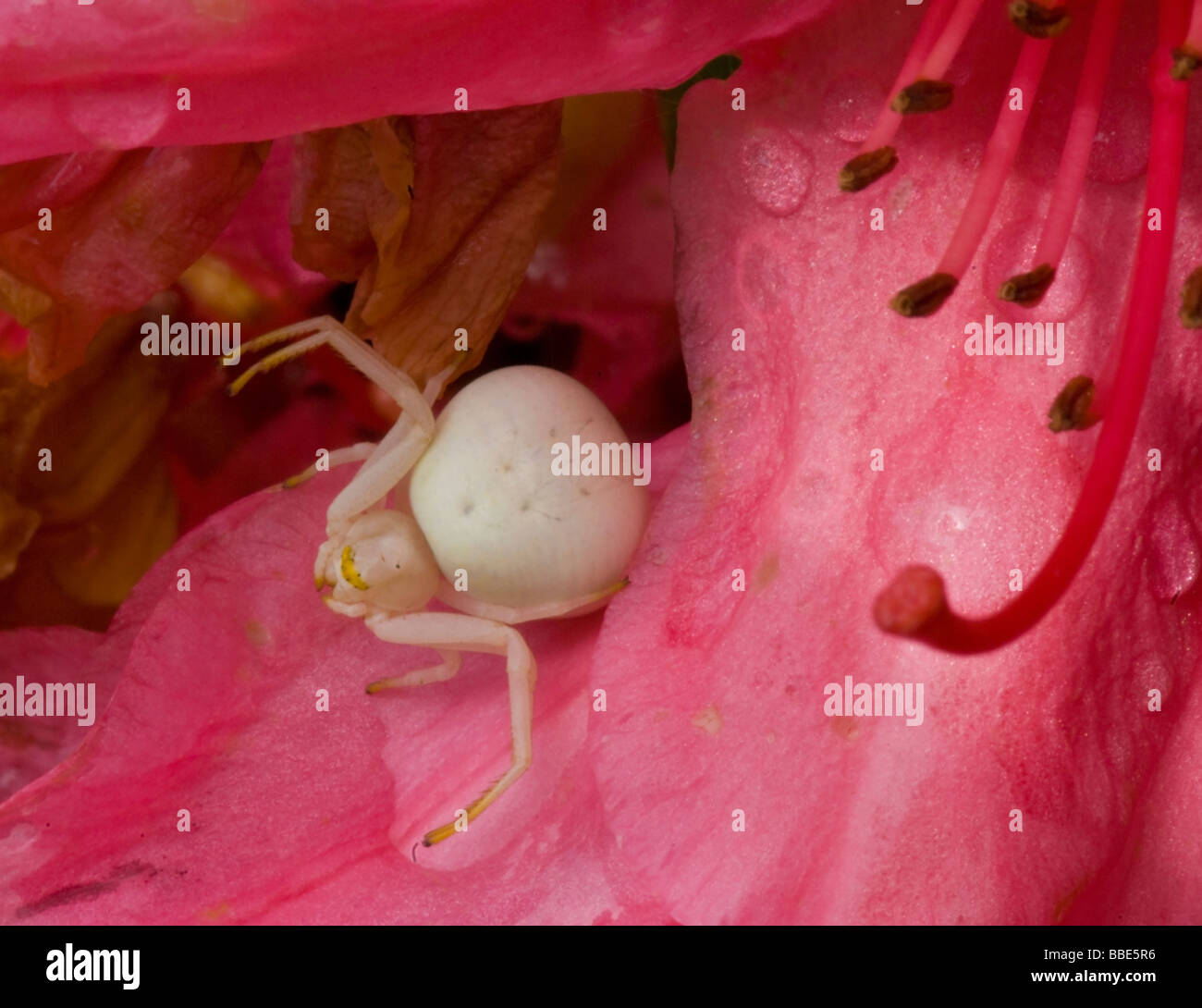 White crab spider hires stock photography and images Alamy