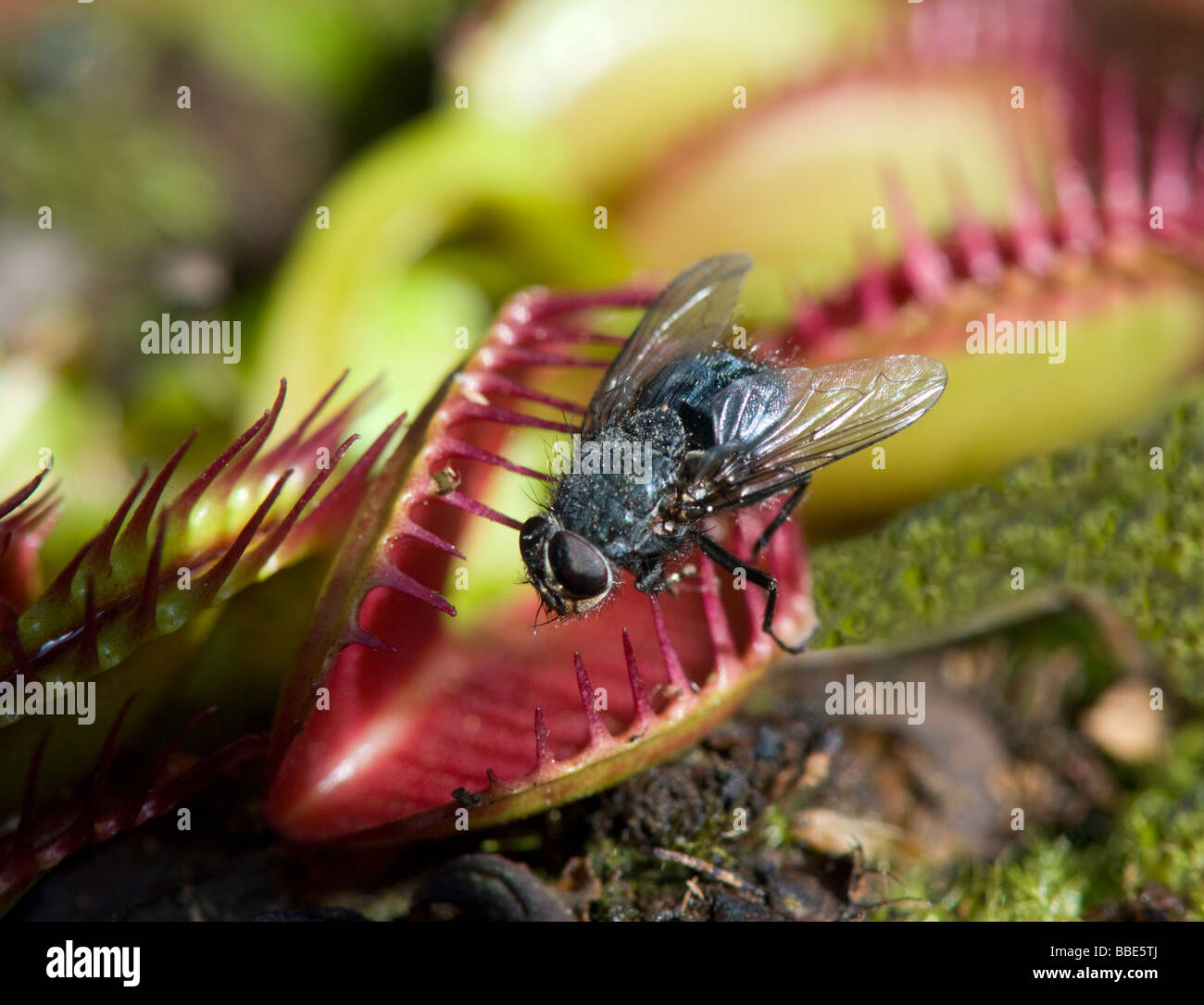 Venus Fly Trap (Dionaea muscipula) Stock Photo