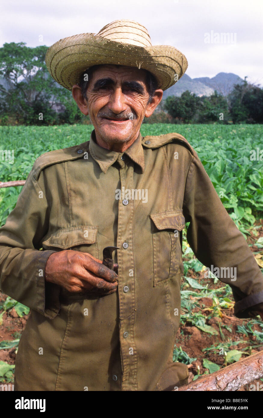 Tobacco Being Cultivated In The Pinar Del Rio Province Of Cuba Stock Photo Alamy