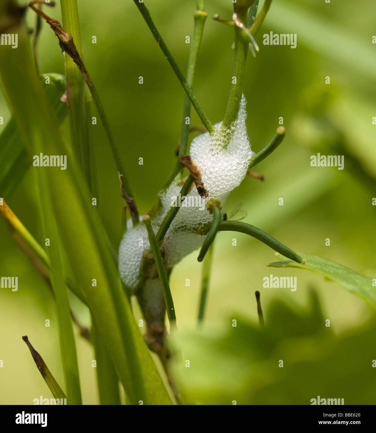 Common Froghopper (Philoenus spumarius) nymph in cuckoo spit froth, France Stock Photo