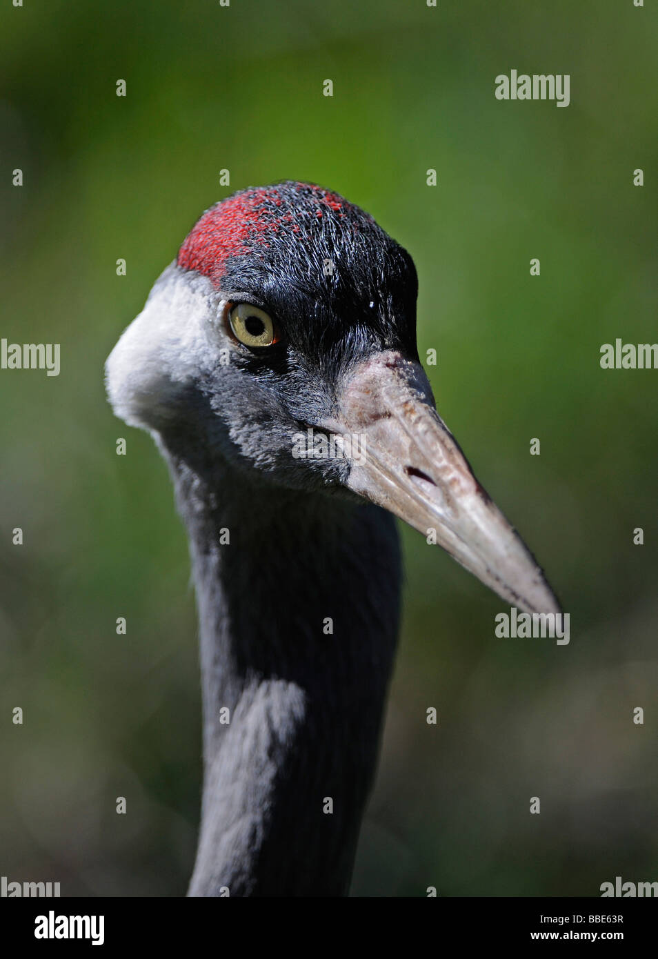 Common Crane (Grus grus), portrait Stock Photo