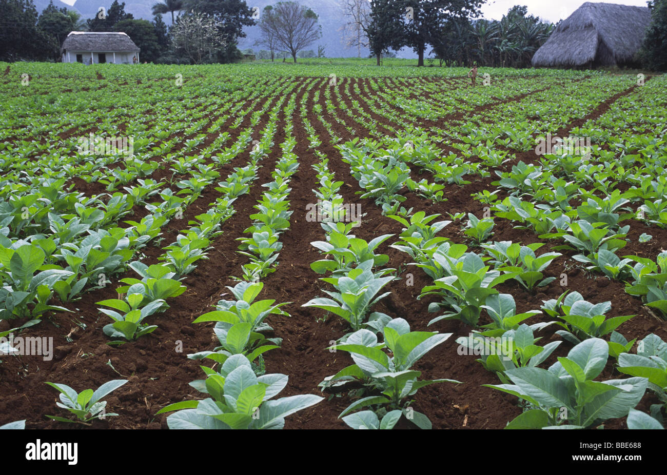 Cultivation of tobacco plants hi-res stock photography and images