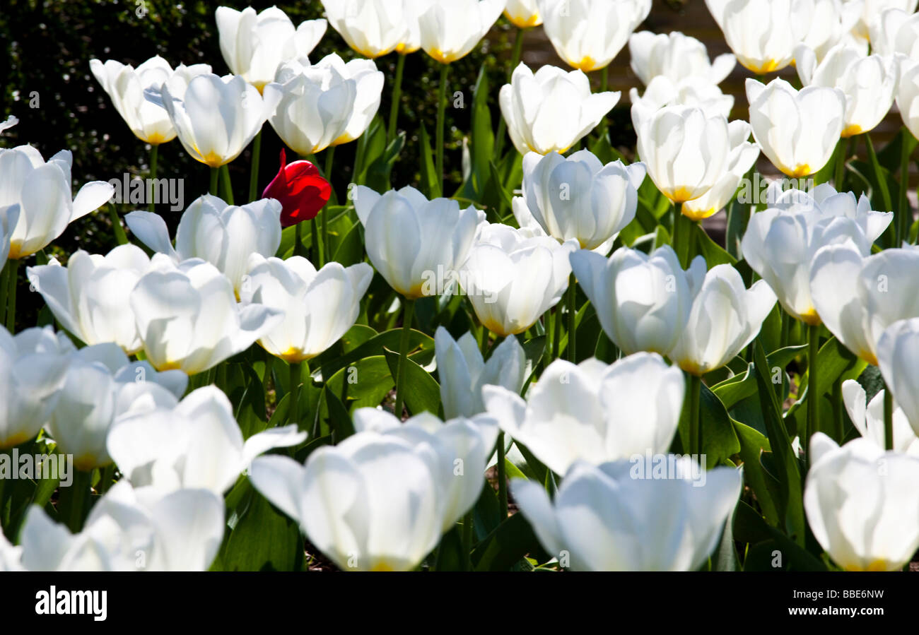 White tulips (Tulipa) surround a single red flower Stock Photo