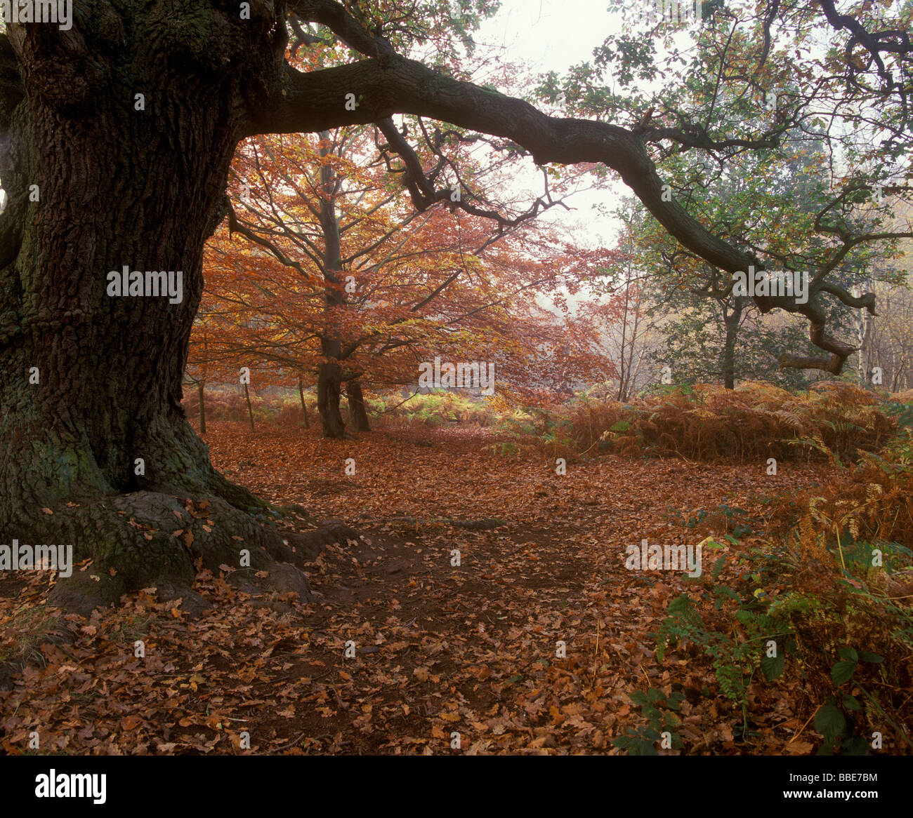 Golden autumn leaves covered in hi-res stock photography and images - Alamy