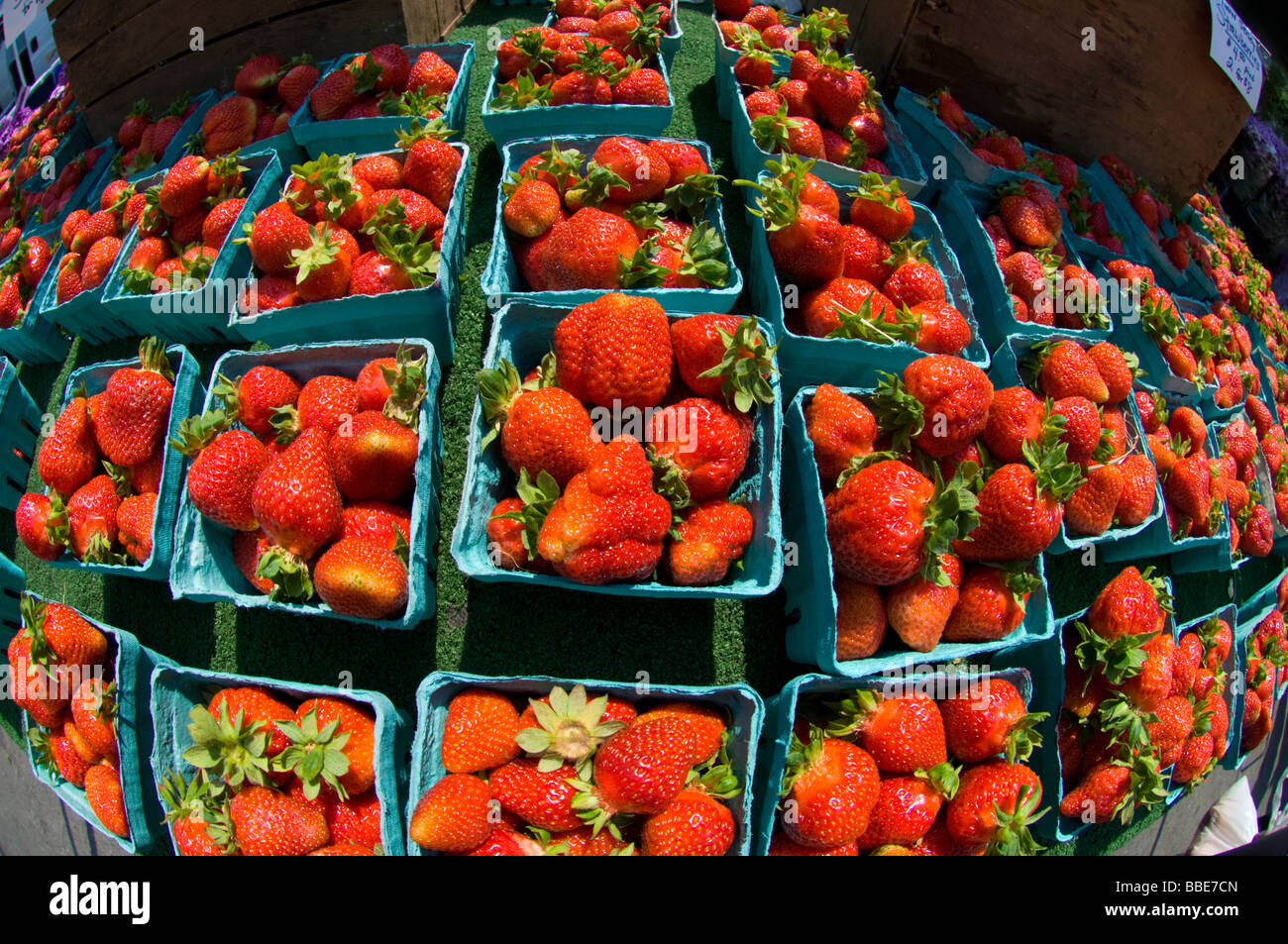 Strawberries on sale at farmers stands in the Union Square Greenmarket