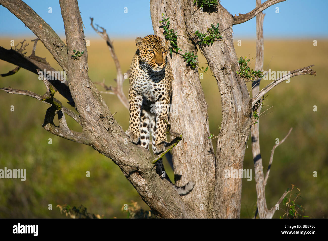 Leopard (Panthera pardus), Masai Mara National Reserve, Kenya, East Africa Stock Photo
