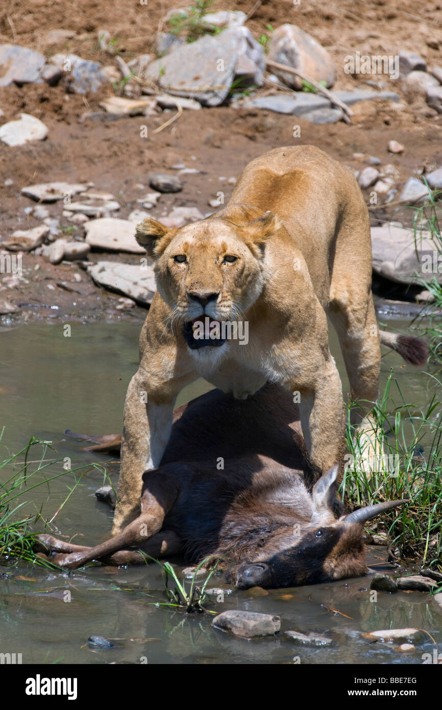 Lion (Panthera leo), lioness with prey, Blue Wildebeest (Connochaetes taurinus), on Talek river, Masai Mara National Reserve, K Stock Photo