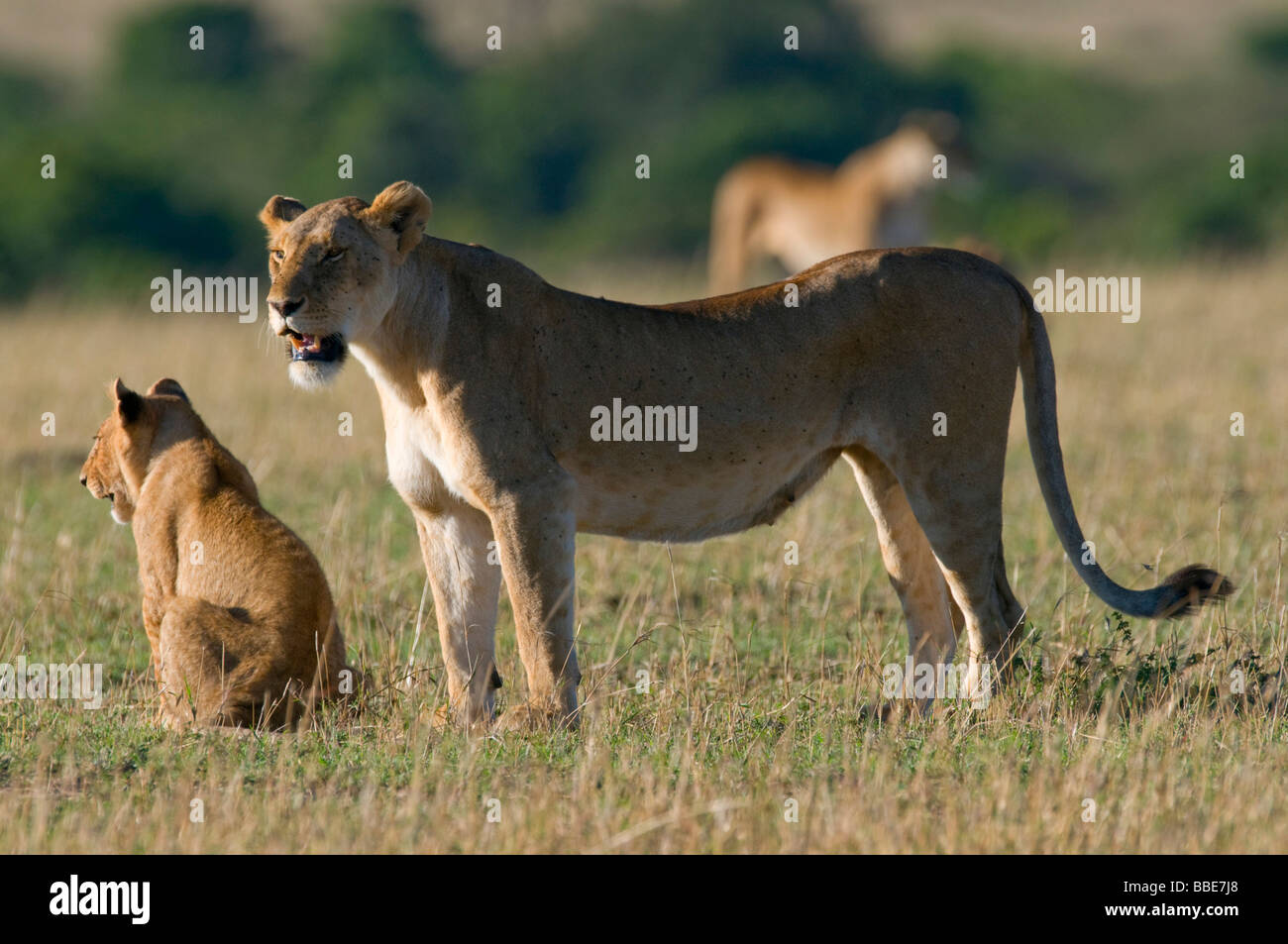Lion (Panthera leo), lioness with cub, Masai Mara National Reserve, Kenya, East Africa Stock Photo