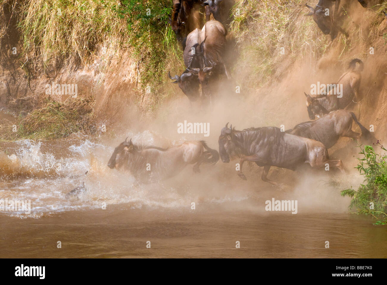Blue Wildebeests (Connochaetes taurinus) crossing Mara River, Masai Mara National Reserve, Kenya, East Africa Stock Photo