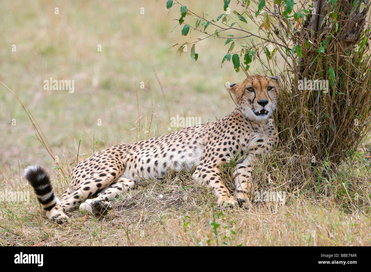 Cheetah (Acinonyx jubatus) lying in the shadow of a bush, Masai Mara National Reserve, Kenya, East Africa Stock Photo
