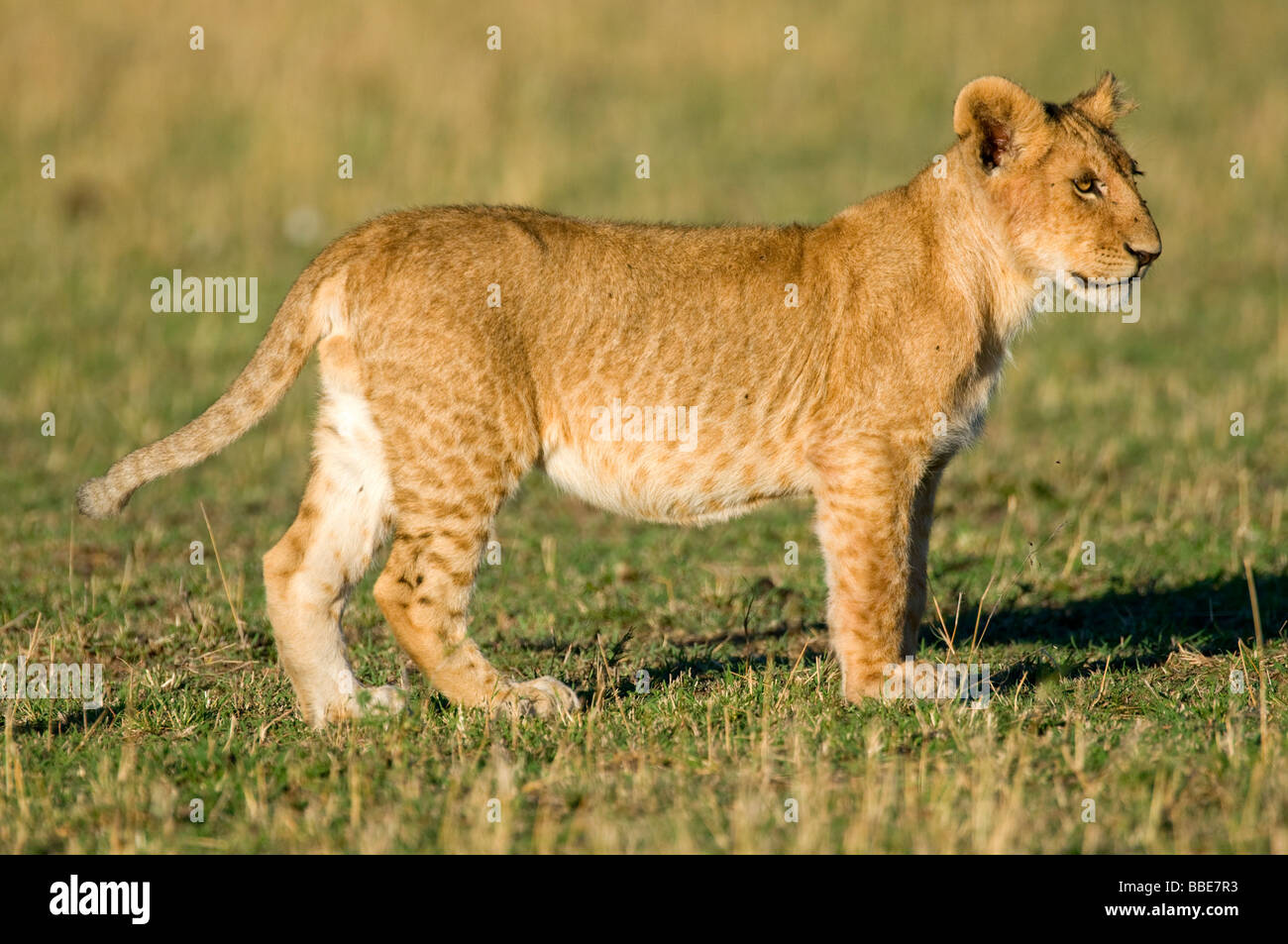 Lion (Panthera leo), cub, Masai Mara National Reserve, Kenya, East Africa Stock Photo