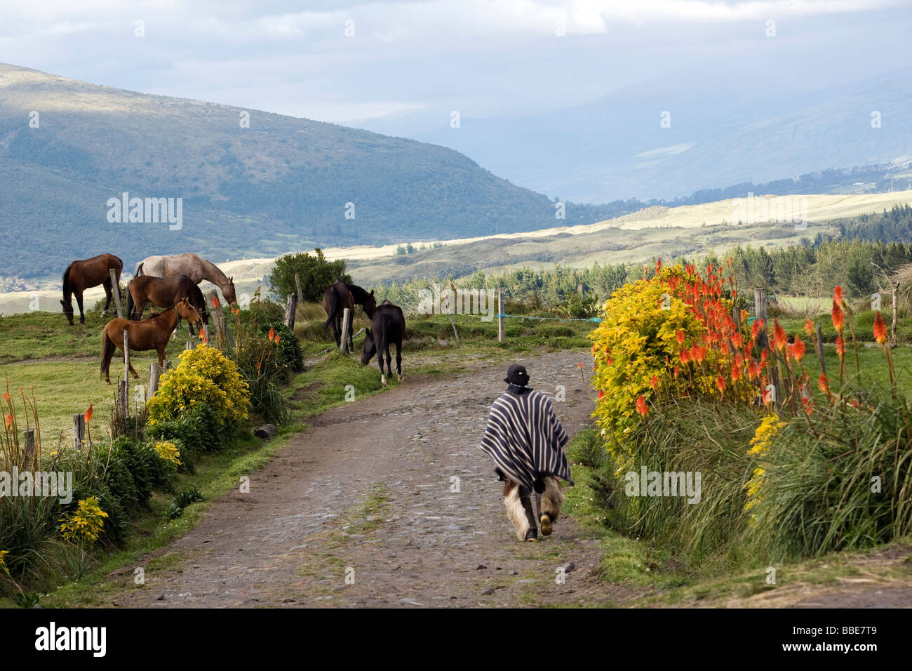 Hacienda El Porvenir Cotopaxi, Ecuador Stock Photo Alamy