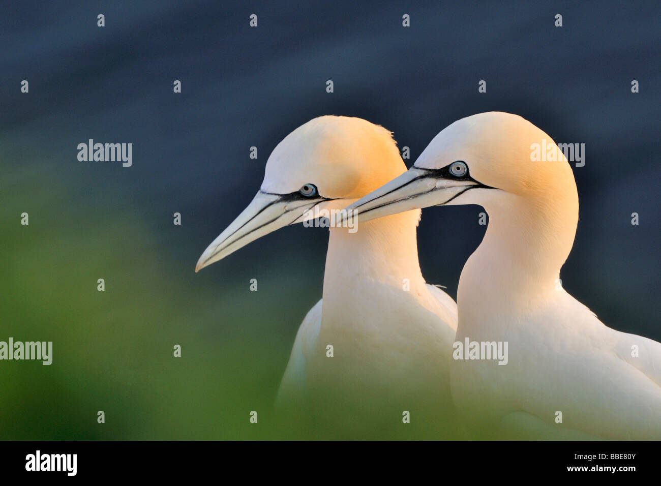 Gannets (Morus bassanus) Stock Photo