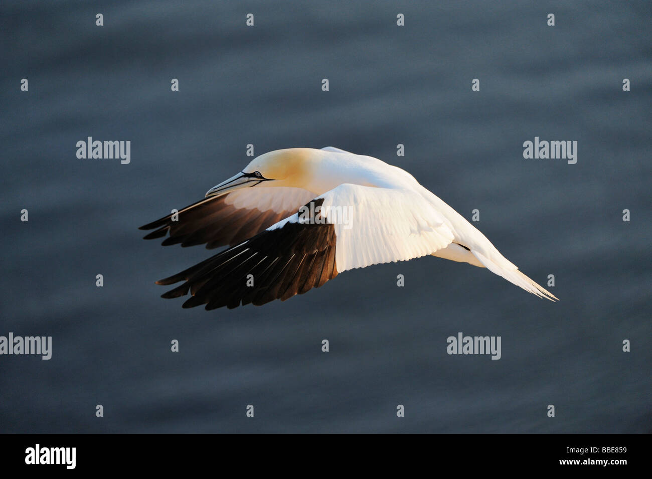 Gannet (Morus bassanus) landing Stock Photo