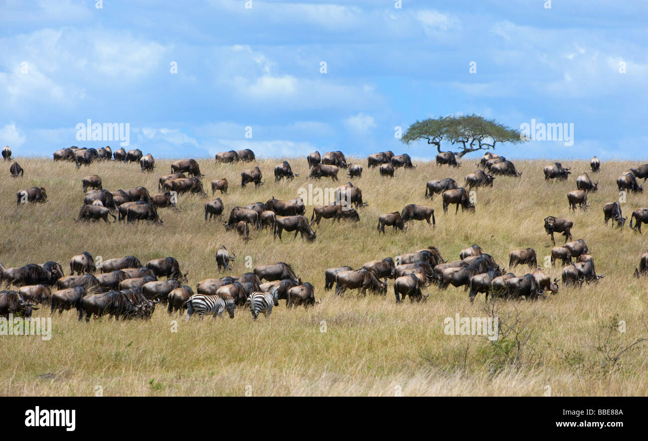 Blue Wildebeests (Connochaetes taurinus) and Grant's Zebras (Equus quagga boehmi) in the steppe of the Masai Mara National Rese Stock Photo