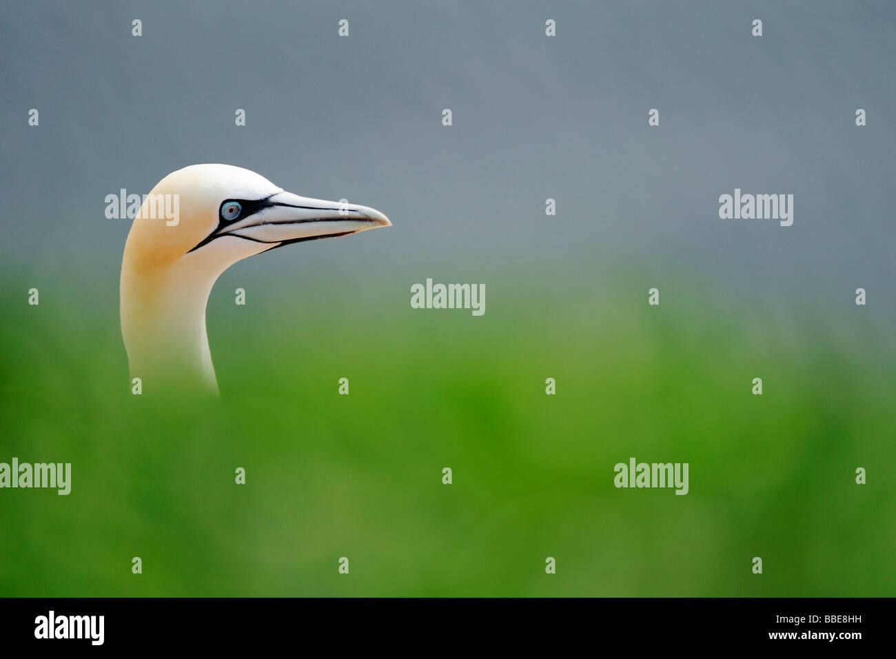 Gannet (Morus bassanus, Sula bassana), head portrait Stock Photo