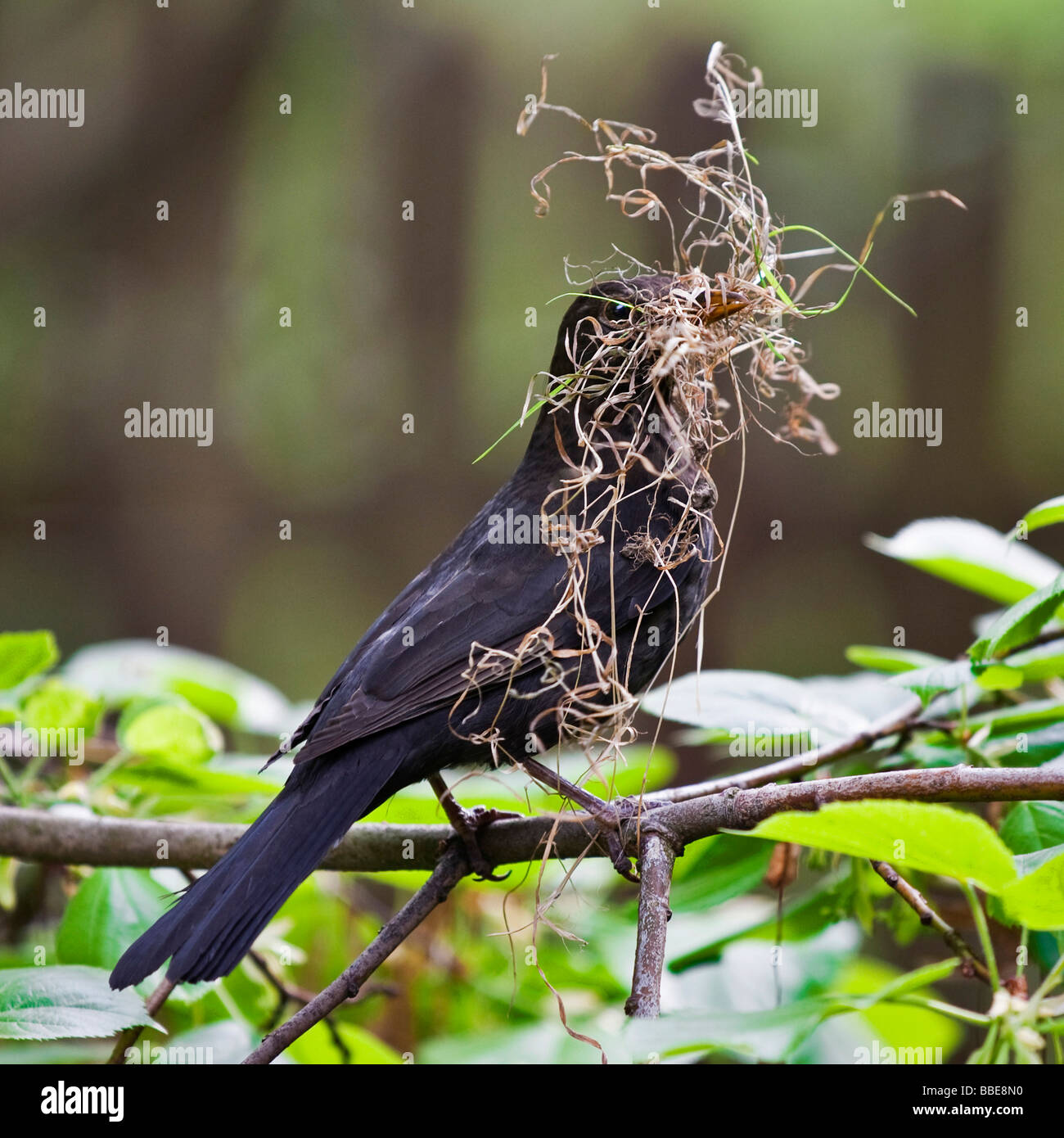 Male Blackbird (Turdus merula) nesting Stock Photo