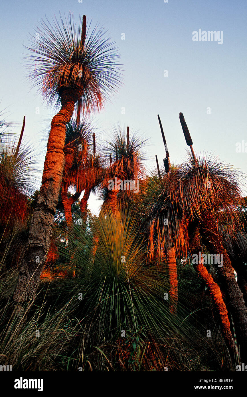 Grass trees in the Bunya Mountains Queensland Australia Stock Photo Alamy