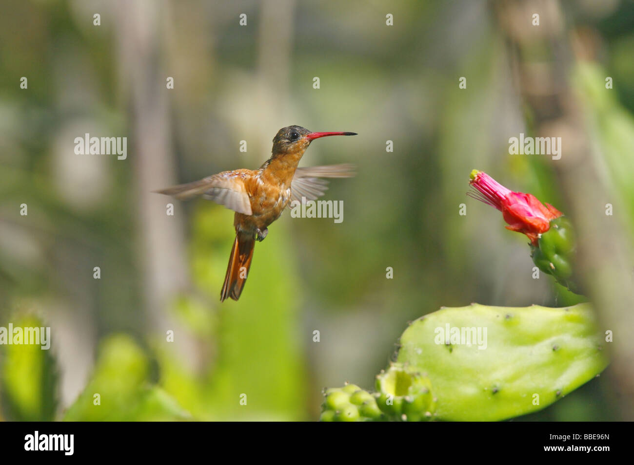 Cinnamon Hummingbird Stock Photo
