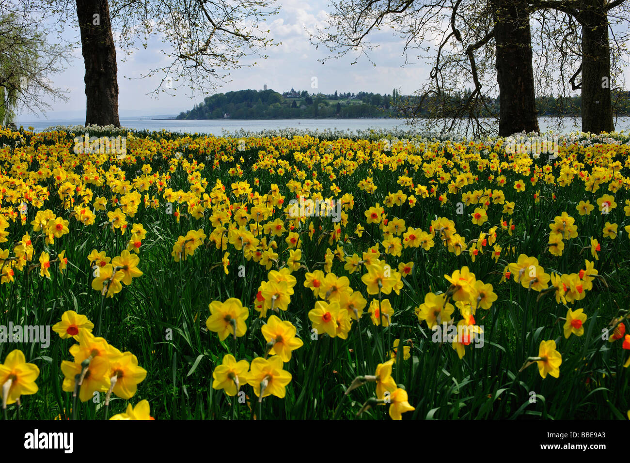 Blooming daffodils at Lake Constance, Mainau island, Baden-Wuerttemberg, Germany, Europe Stock Photo