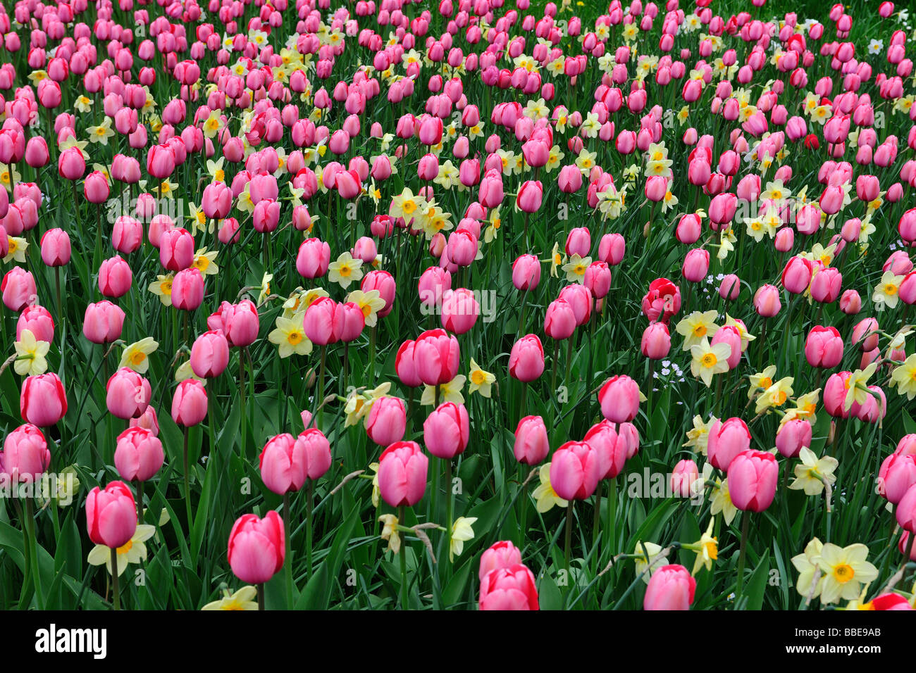 Blooming tulips (Tulipa) and daffodils Stock Photo - Alamy