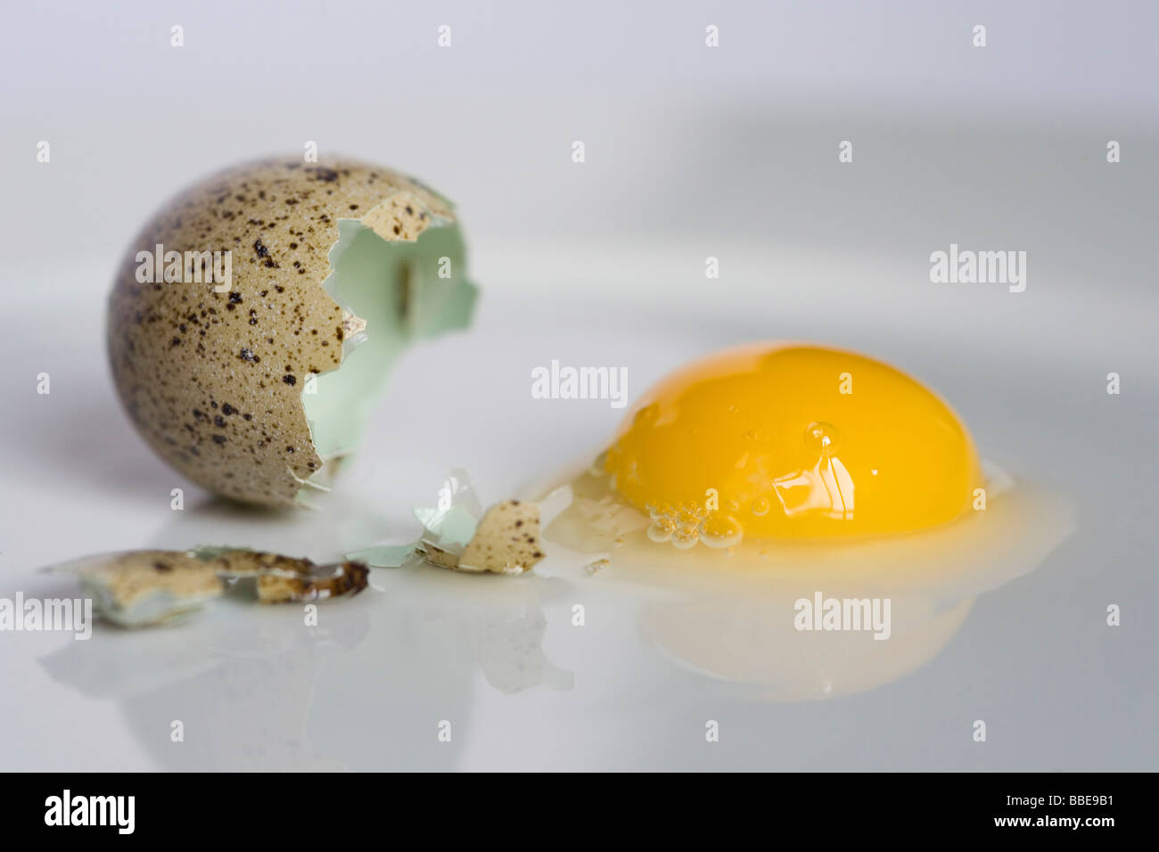 Quail egg cracked open, broken egg shell, yolk, egg white, reflected on a white plate Stock Photo