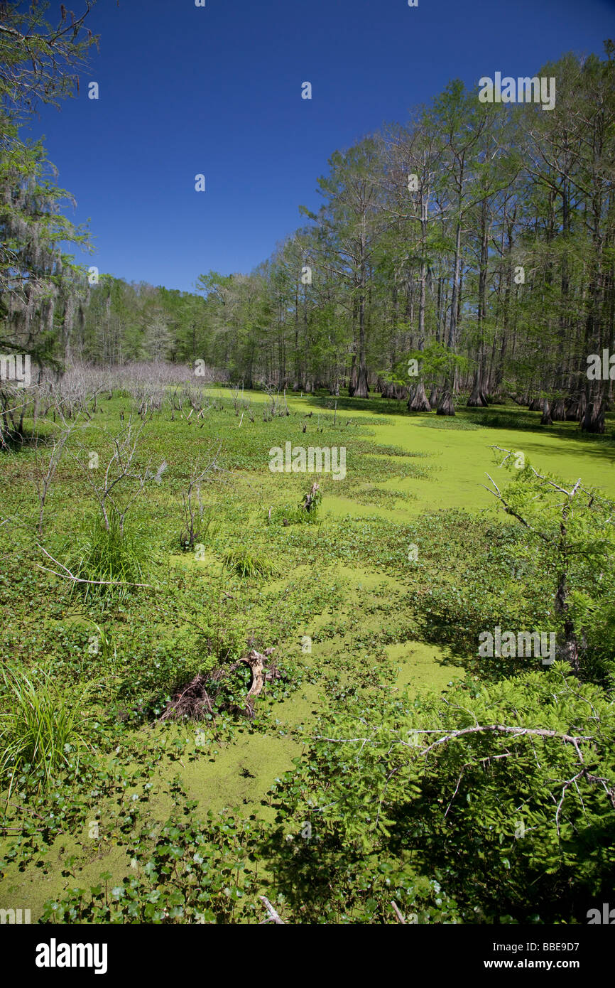 Breaux Bridge Louisiana The Cypress Island Preserve managed by the Nature Conservancy Stock