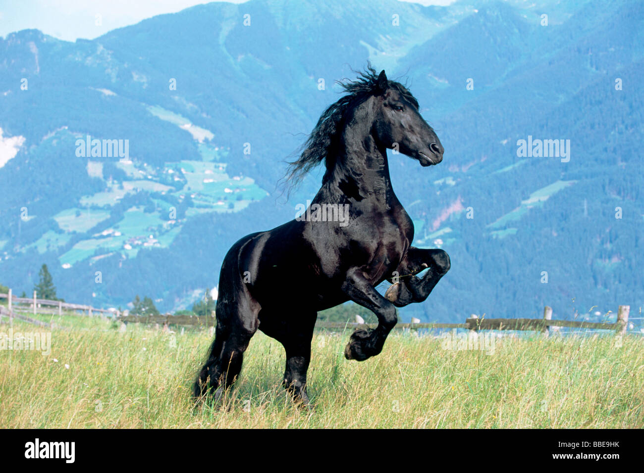 Friesian stallion rises, black, Vomperberg, North Tyrol, Austria, Europe Stock Photo