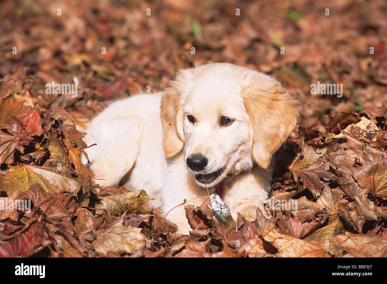 Golden Retriever puppy lying in leaves and chewing on a chewing bone Stock Photo