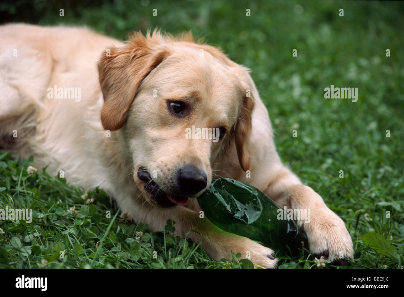 dog chewing plastic bottle