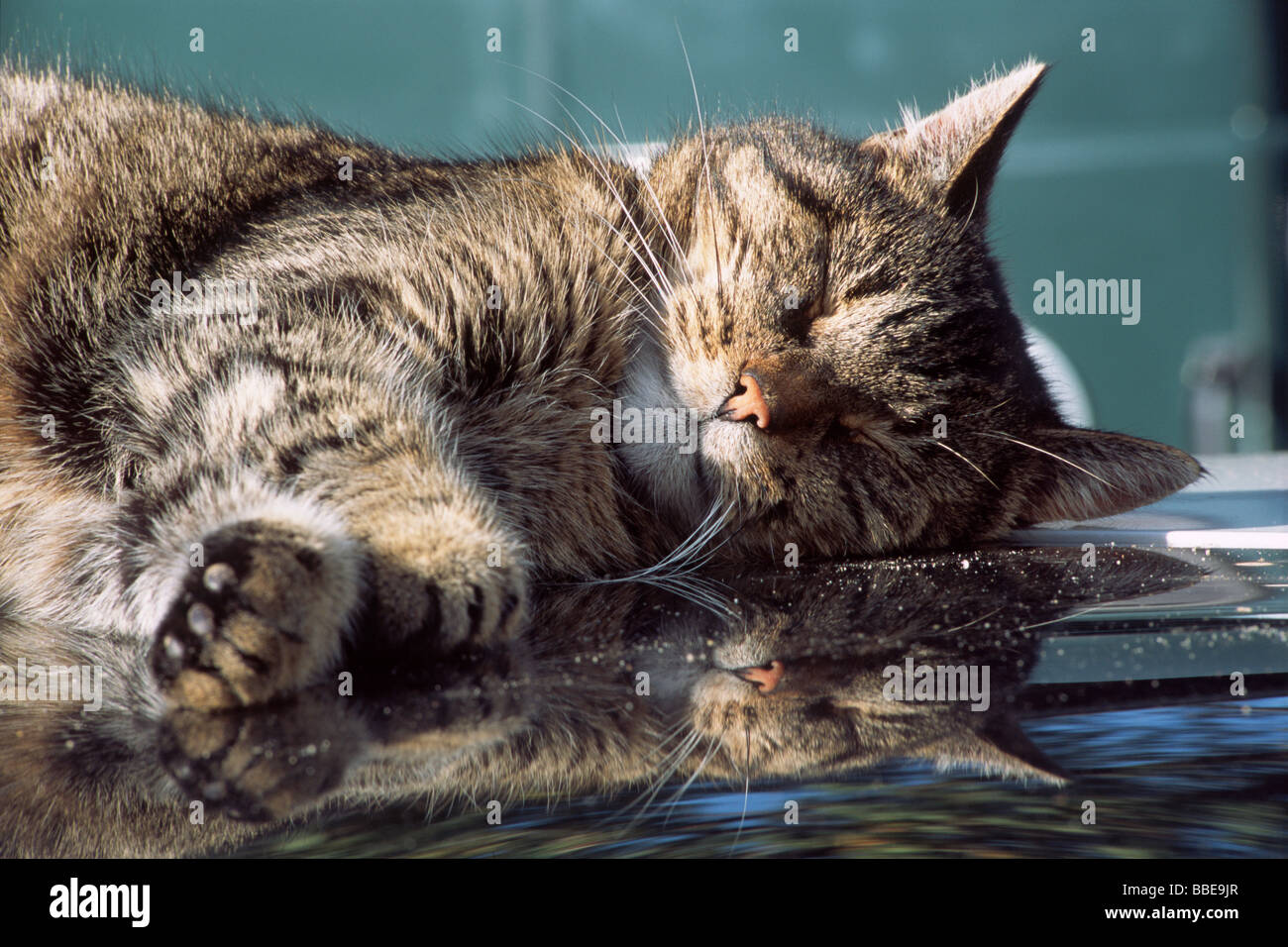Domestic cat sleeping on car roof, reflection Stock Photo