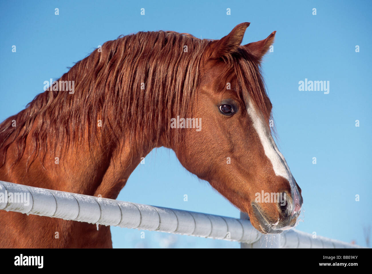 Spanish Arabian horse in winter, looking over a fence, stallion, North Tyrol, Austria, Europe Stock Photo