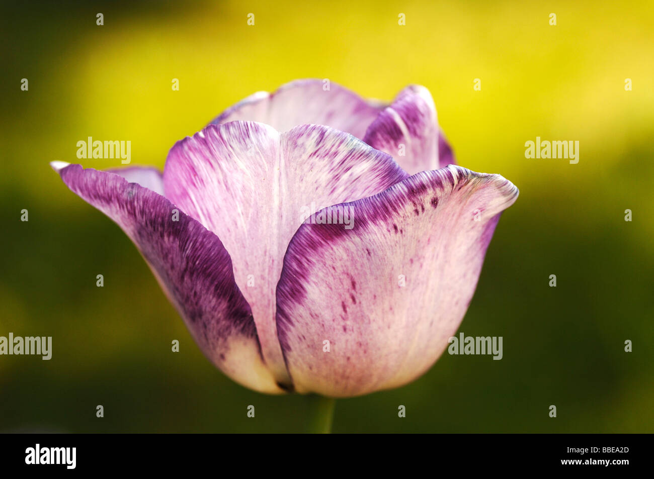 Tulip blossom (Tulipa) Stock Photo