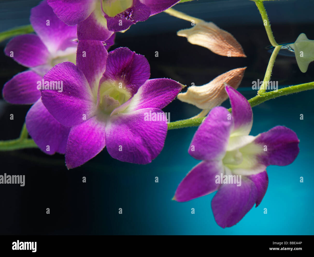 Beautiful purple Phalaenopsis flowers under water Stock Photo