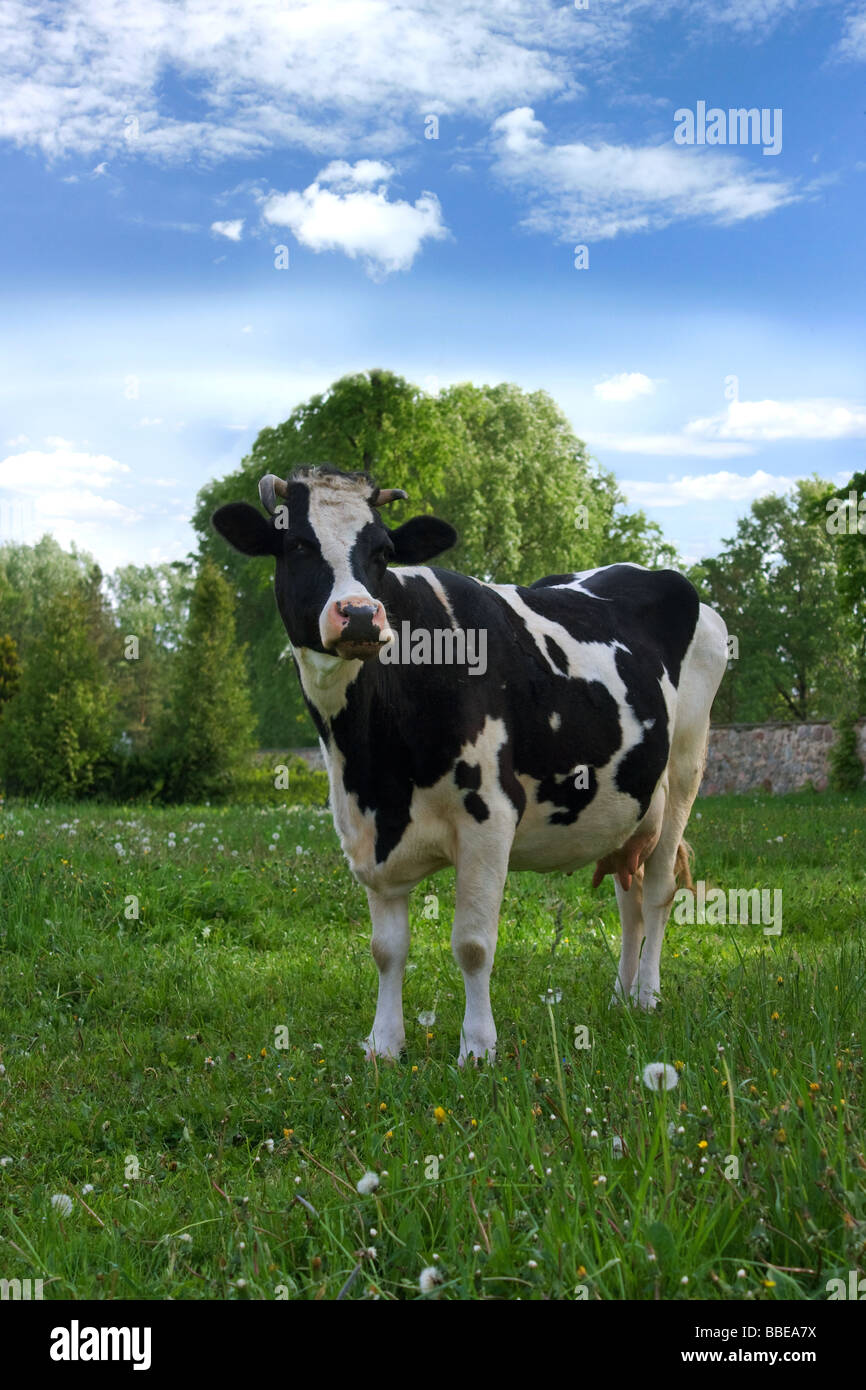 cow on the meadow Stock Photo