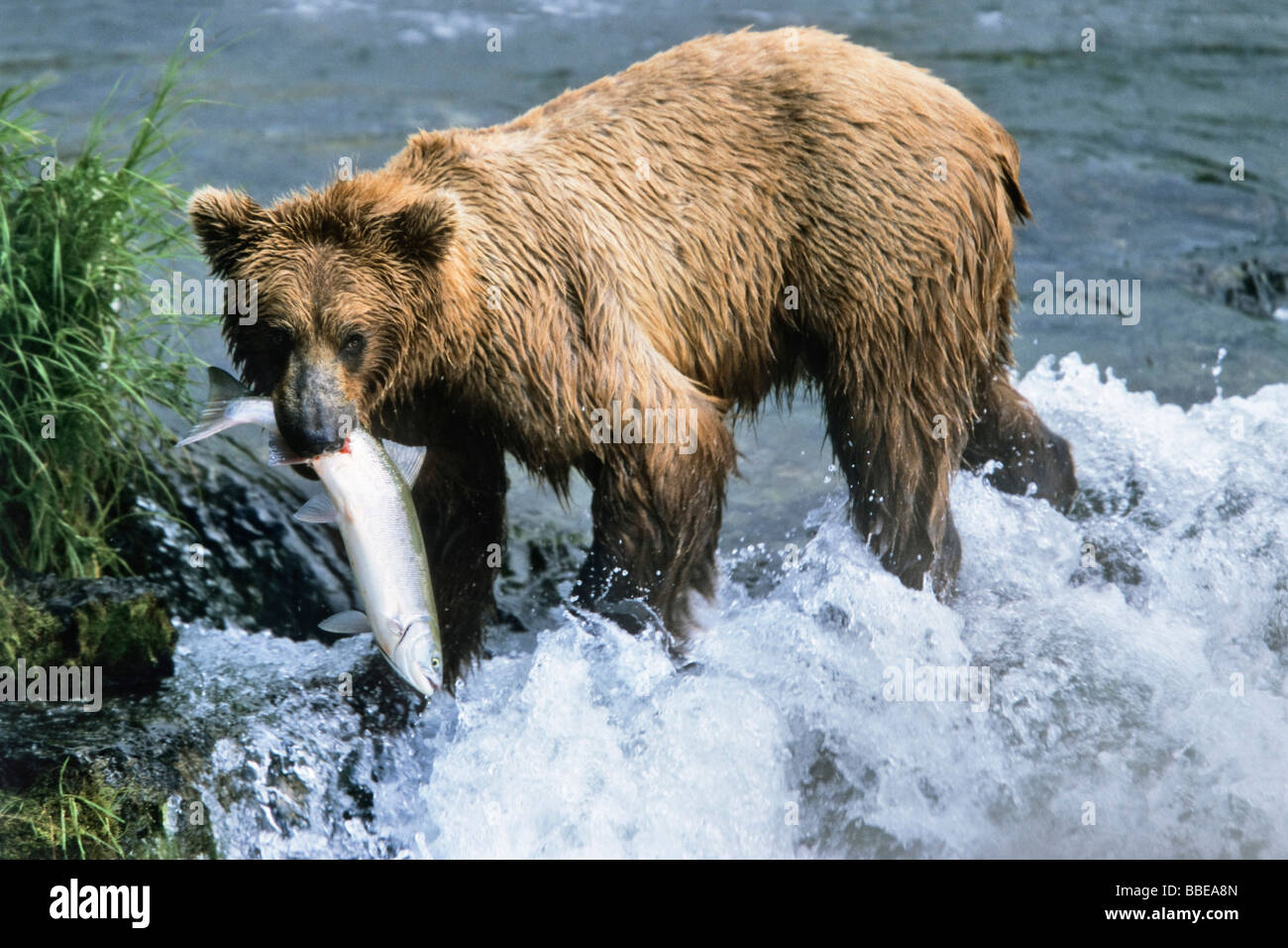 Brown Bear (Ursus arctos) with salmon in Brooks River, Katmai National Park, Alaska, USA Stock Photo