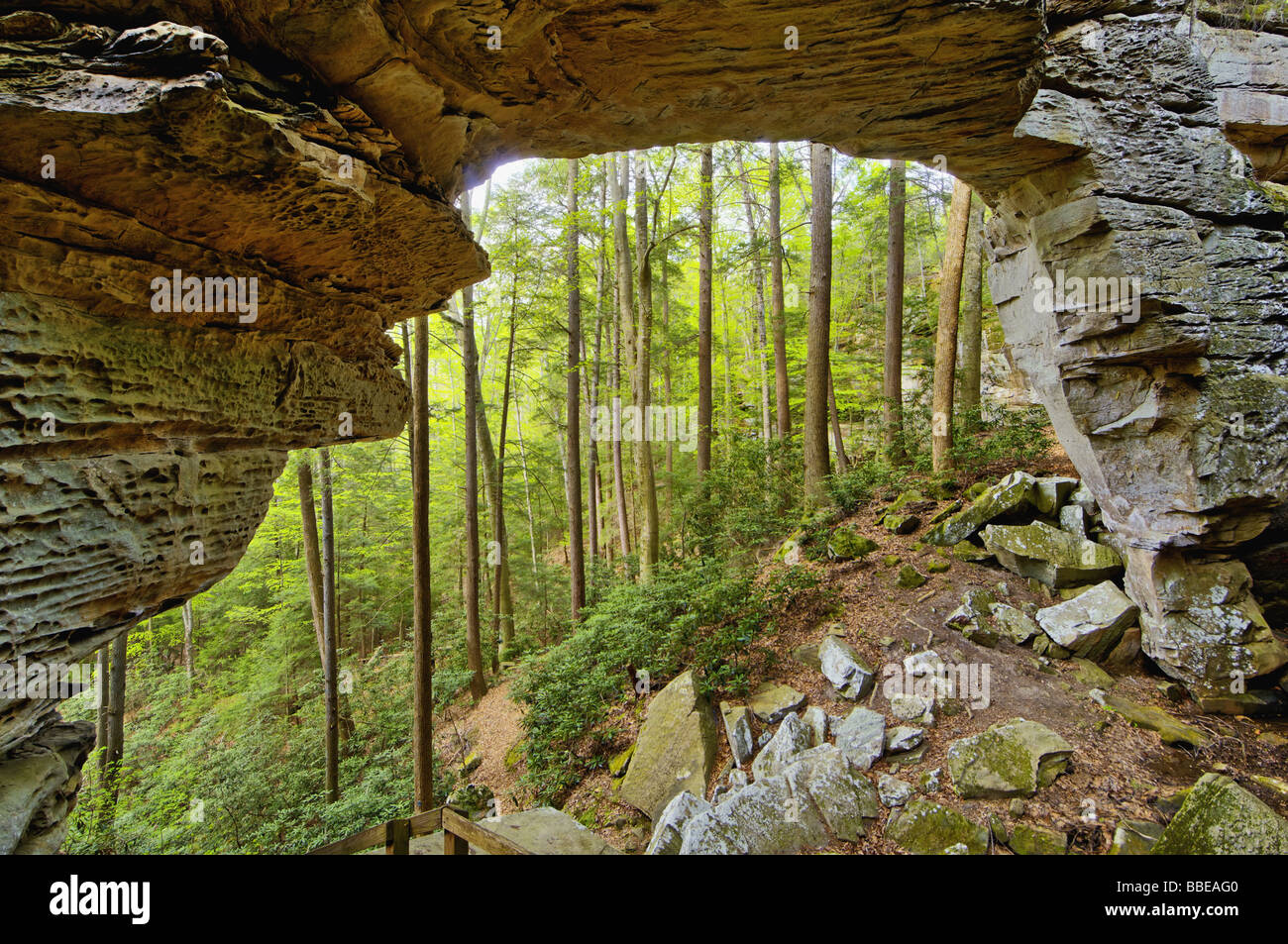 Split Bow Arch in Big South Fork National River and Recreation Area Kentucky Stock Photo