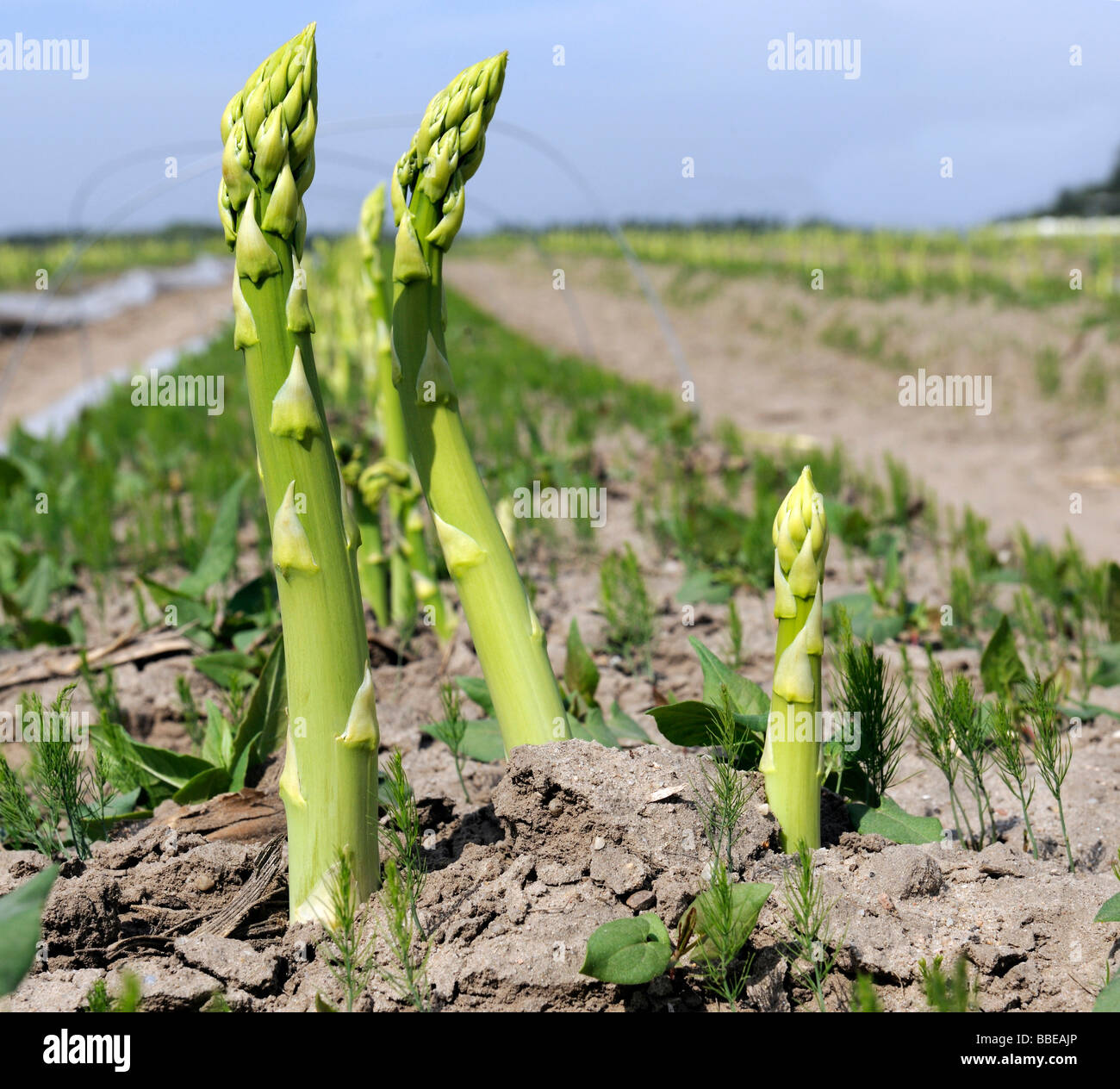 Green asparagus (Aspagurus) growing in the field, Brandenburg, Germany