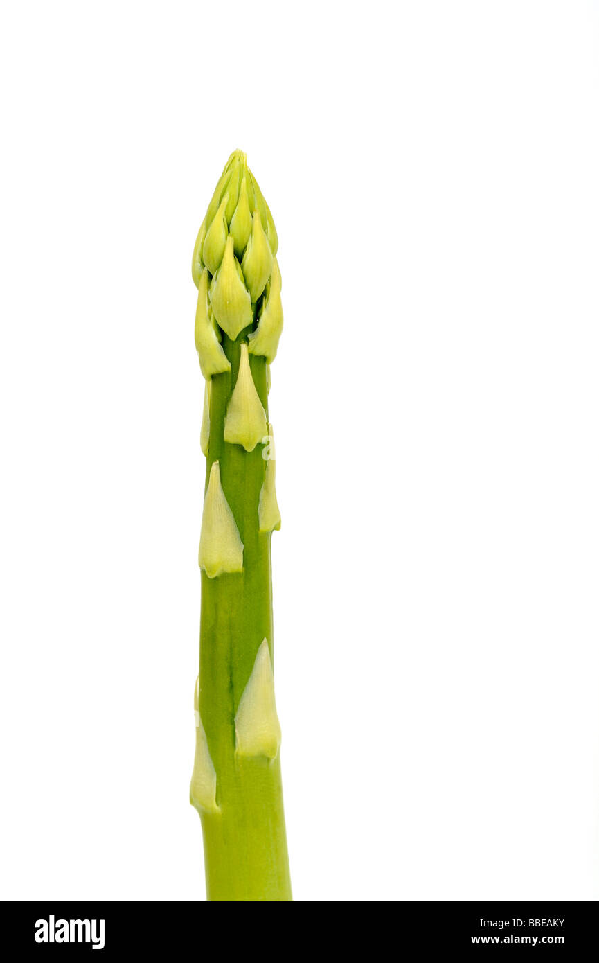Green asparagus (Aspagurus), asparagus tip Stock Photo