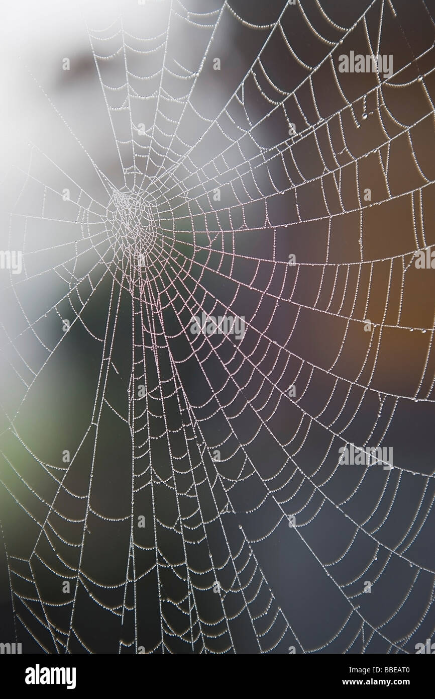 Close-up of Spider Web Covered in Morning Dew Stock Photo