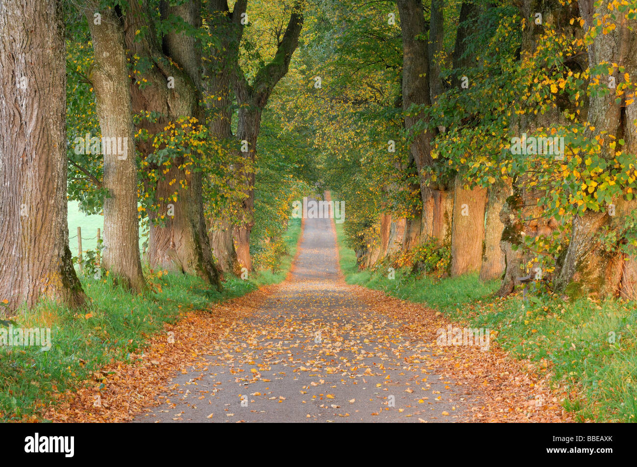 Tree-Lined Path, Bavaria, Germany Stock Photo