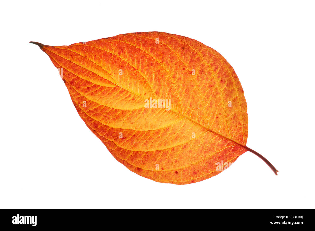 Dogwood leaf hi-res stock photography and images - Alamy
