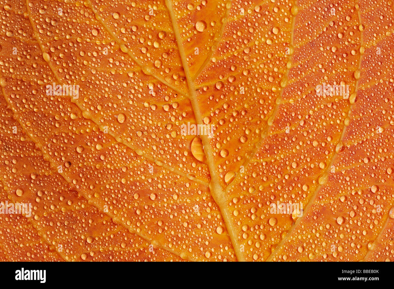 Water Drops on Dogwood Leaf Stock Photo Alamy