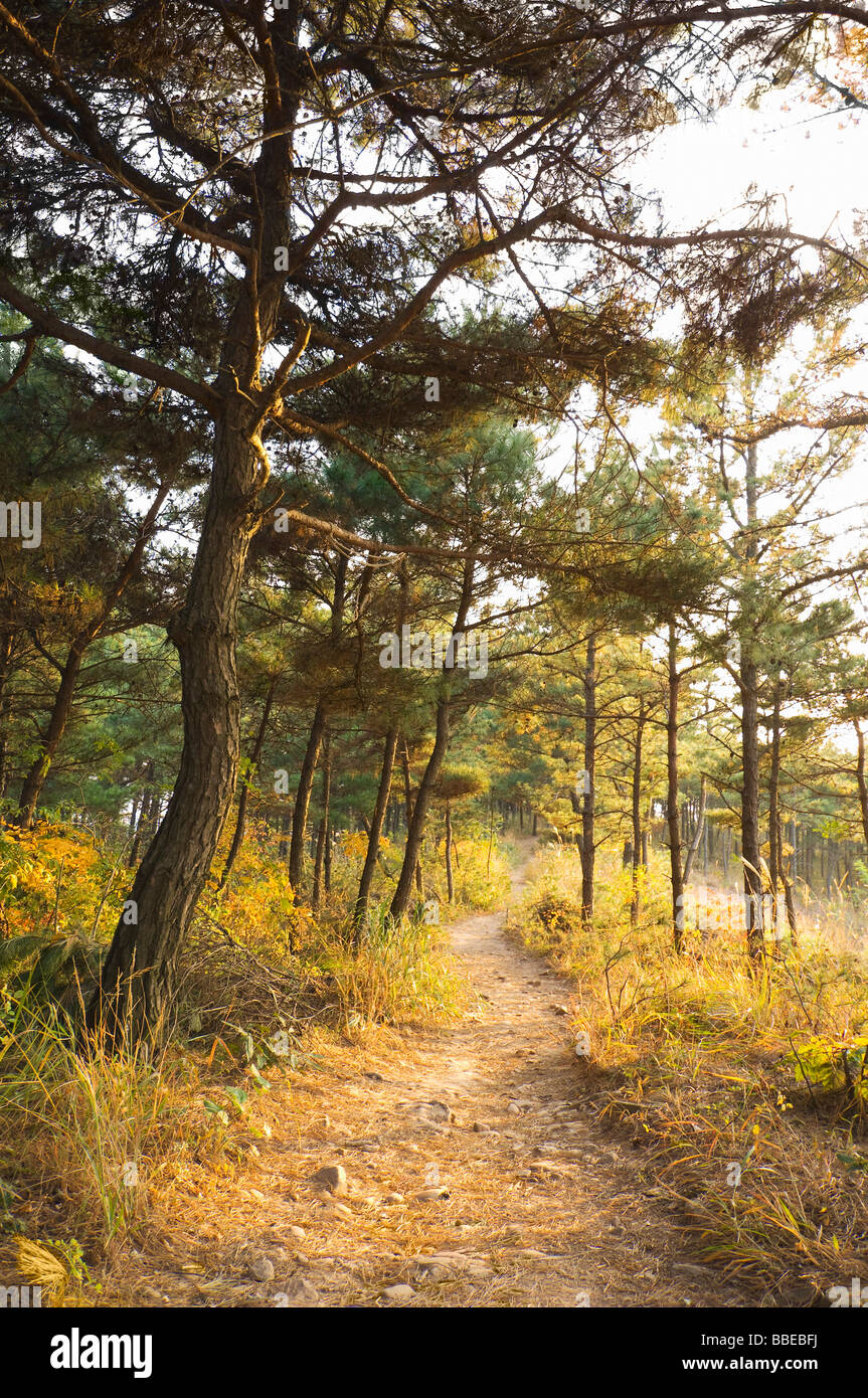 Forest Trail Through Pine Trees, Seoul, South Korea Stock Photo