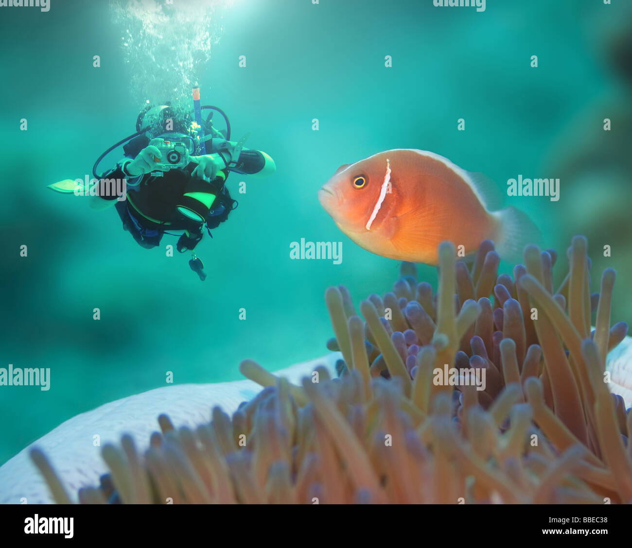 Diver and Pink clownfish close up Borneo island Stock Photo