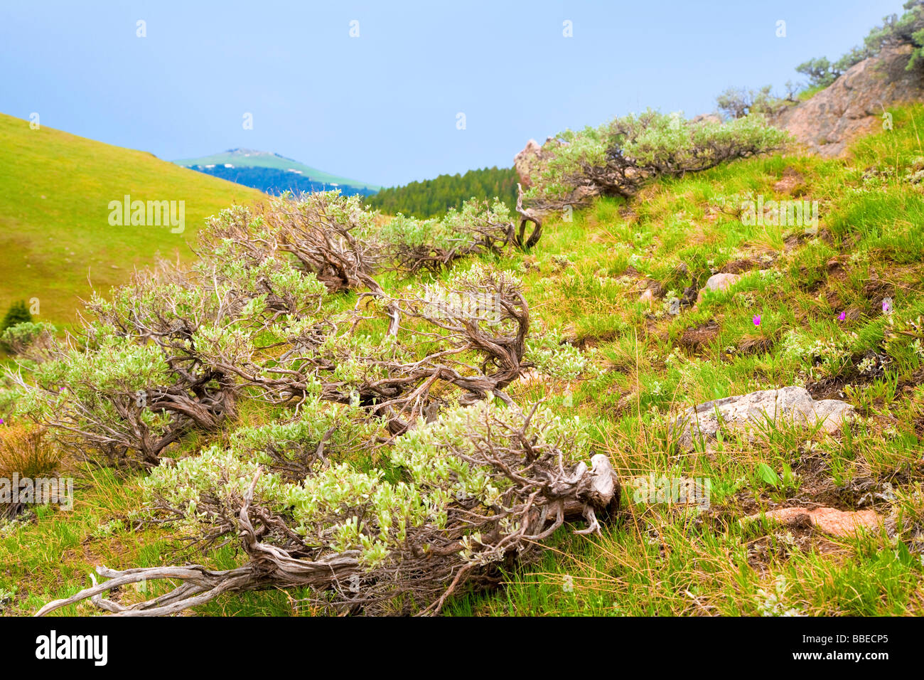 Buffalo, Johnson County, Wyoming, USA Stock Photo Alamy