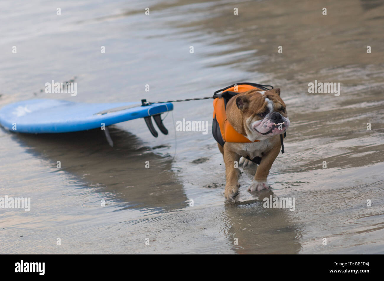 Dog Pulling Surfboard at Surf Dog Surf-A-Thon, Del Mar, California, USA Stock Photo