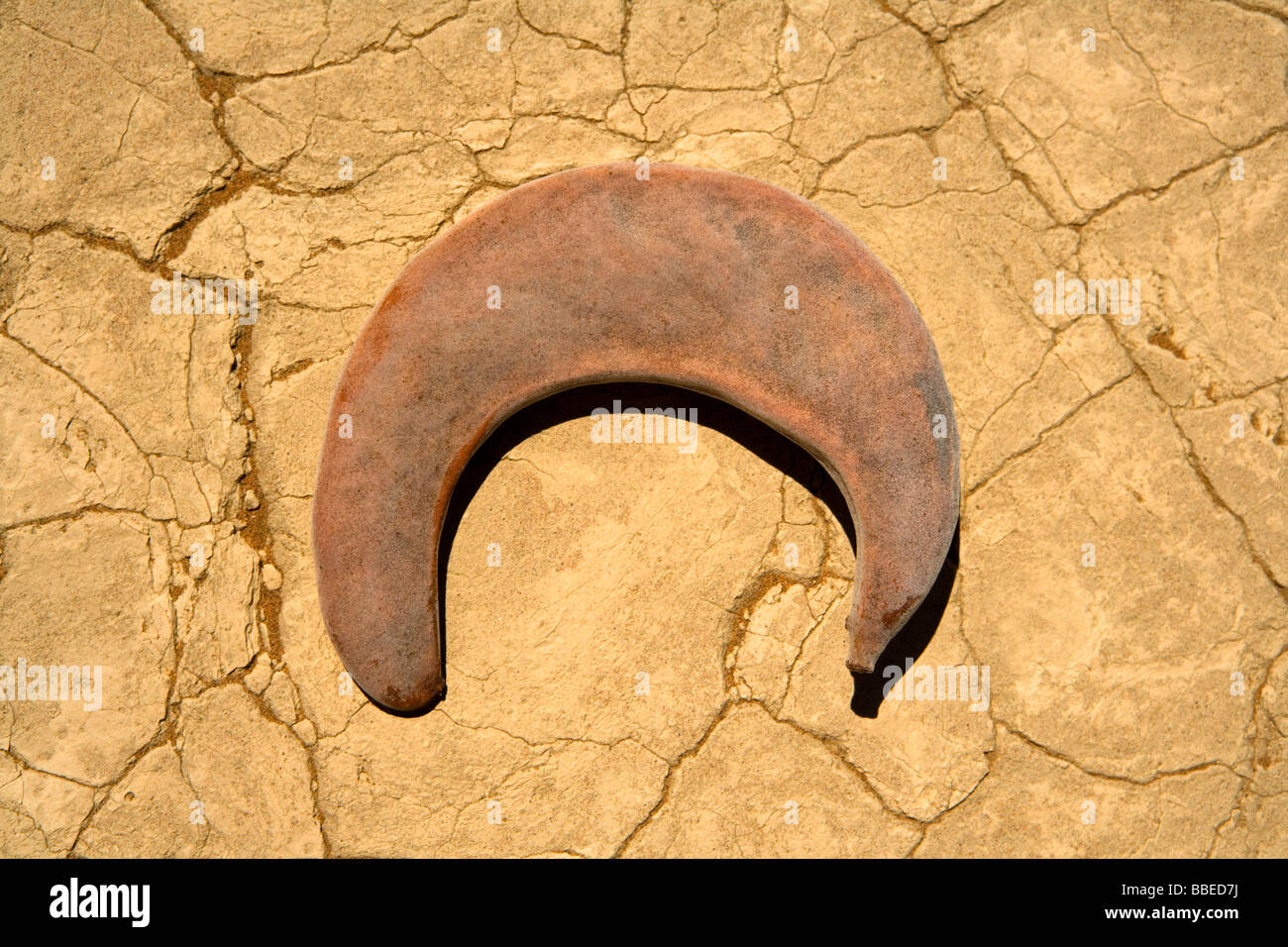 Dried Fruit on Ground, Namib-Naukluft National Park, Namibia Stock Photo