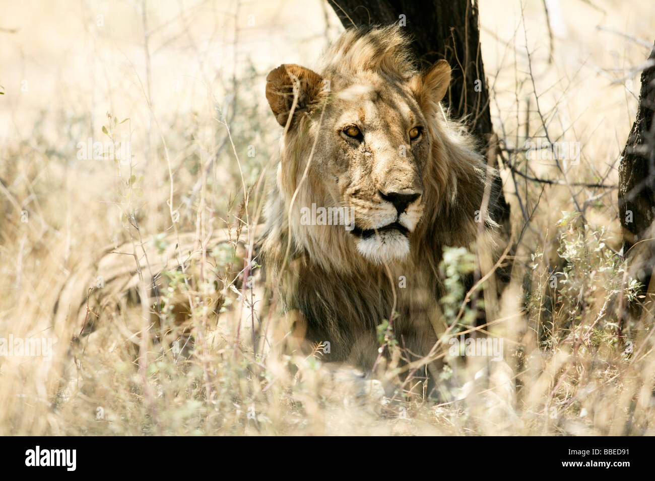 Lion in Grass, Etosha National Park, Kunene Region, Namibia Stock Photo
